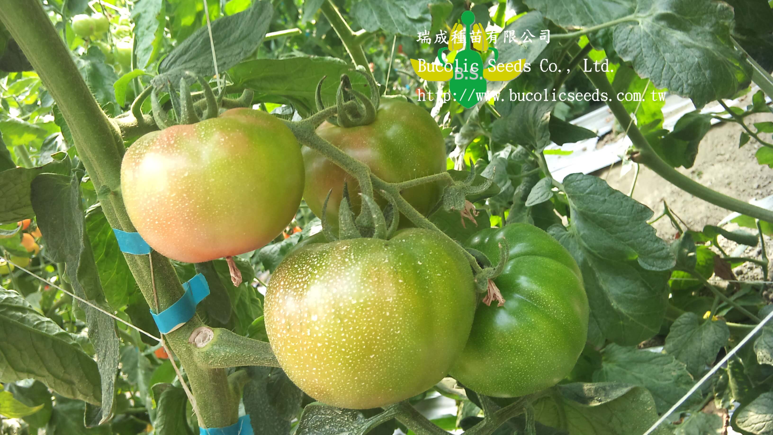 Green Shoulder Tomato 928 - Green Shoulder Tomato 928 (1)